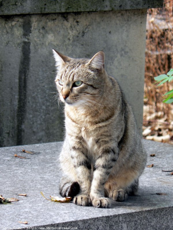 Photo de Chat domestique