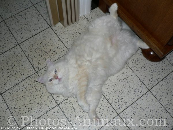 Photo de Ragdoll