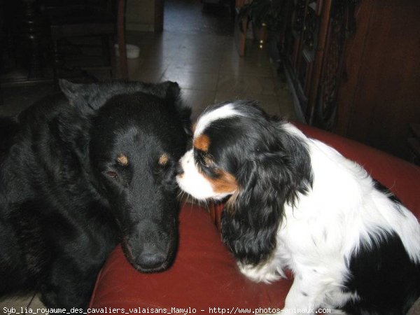 Photo de Cavalier king charles spaniel