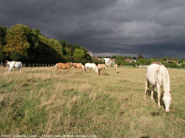 Photo de Palomino