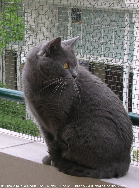 Photo de Chartreux