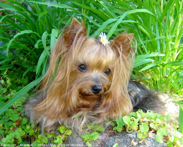 Photo de Yorkshire terrier