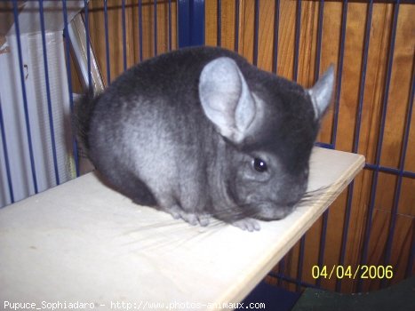 Photo de Chinchilla