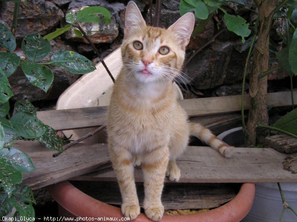 Photo de Chat domestique