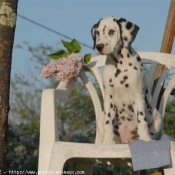 Photo de Dalmatien