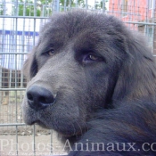 Photo de Dogue du tibet