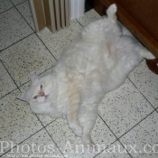 Photo de Ragdoll