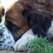 Photo de Saint-bernard poil long