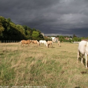 Photo de Palomino