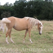 Photo de Palomino