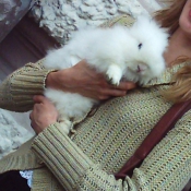 Photo de Lapin