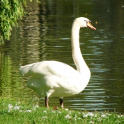 Photo de Cygne