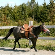 Photo de Quarter horse