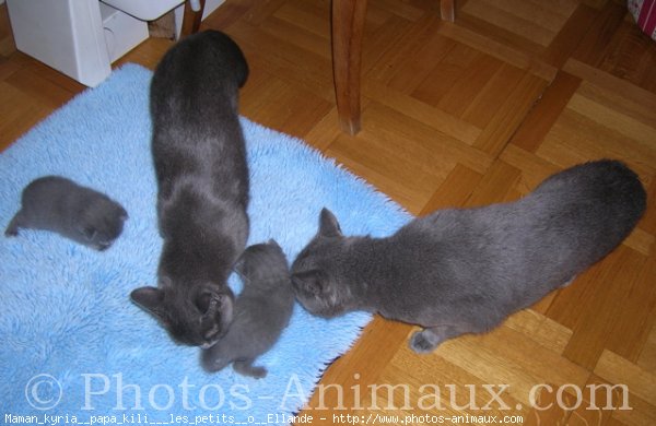 Photo de Chartreux