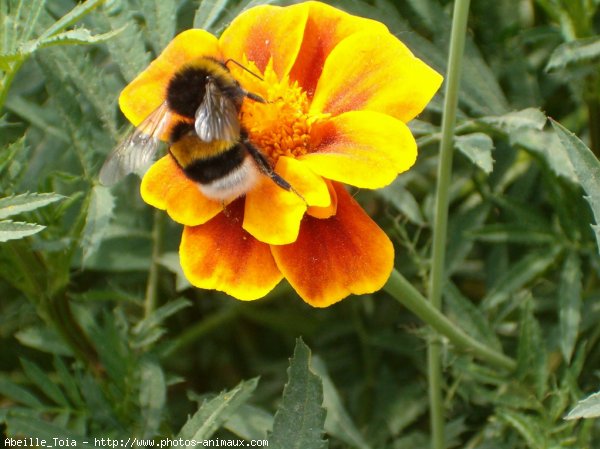 Photo d'Abeille