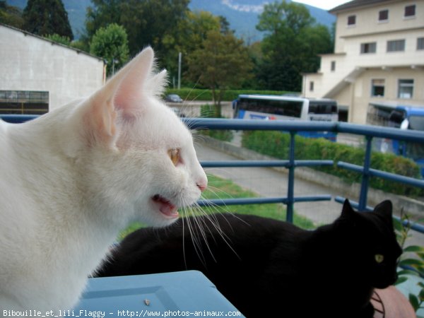 Photo de Chat domestique