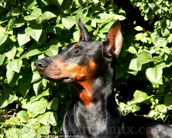 Photo de Dobermann