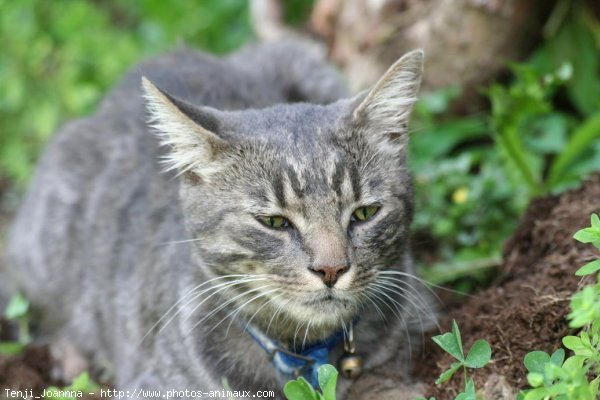 Photo de Chat domestique