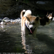 Photo d'Akita inu