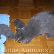 Photo de Chartreux