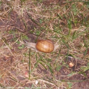 Photo d'Escargot