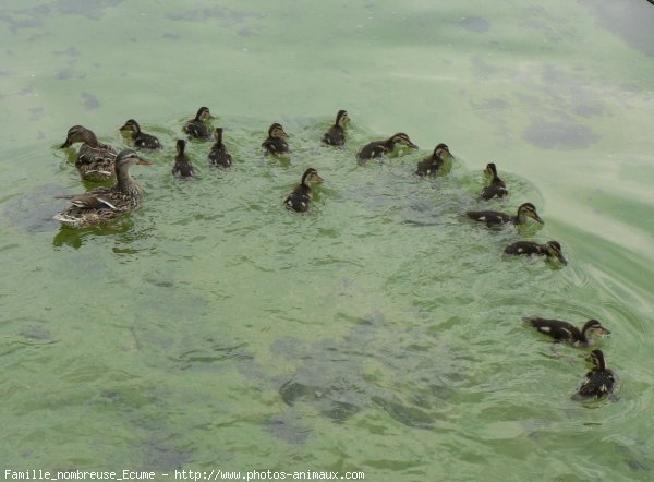 Photo de Canard colvert