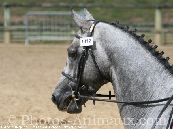 Photo de Races diffrentes