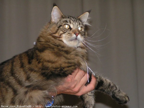 Photo de Maine coon