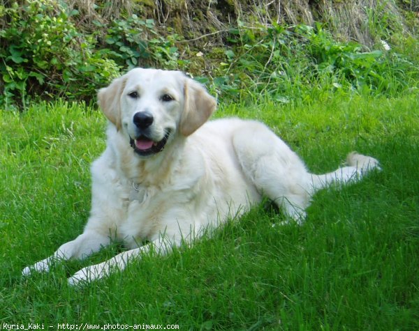 Photo de Golden retriever