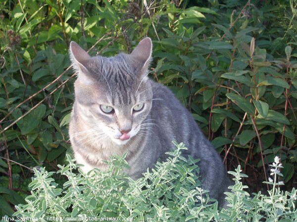 Photo de Chat domestique