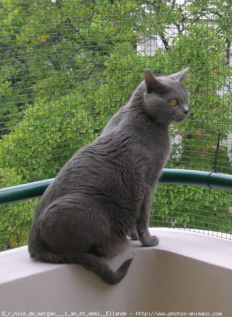 Photo de Chartreux