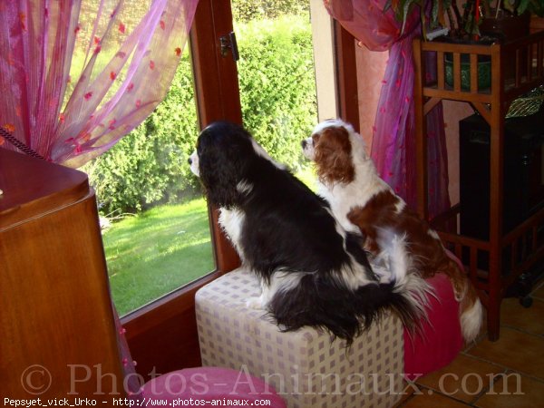 Photo de Cavalier king charles spaniel