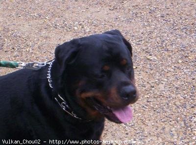 Photo de Rottweiler