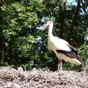 Photo de Cigogne