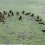 Photo de Canard colvert