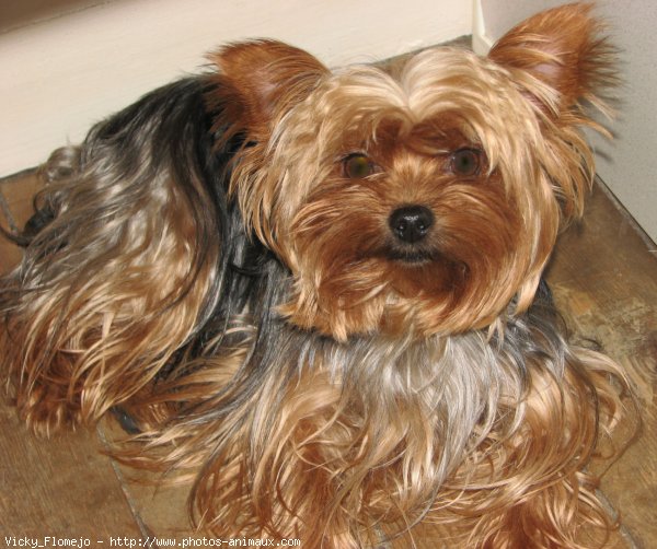 Photo de Yorkshire terrier