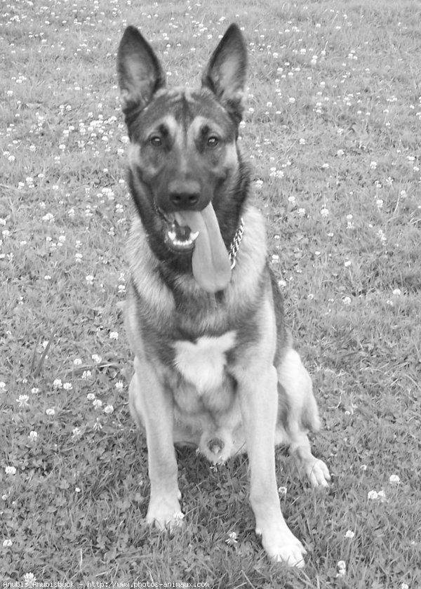 Photo de Berger belge malinois