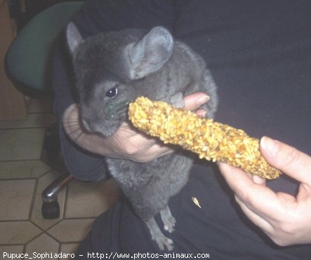 Photo de Chinchilla