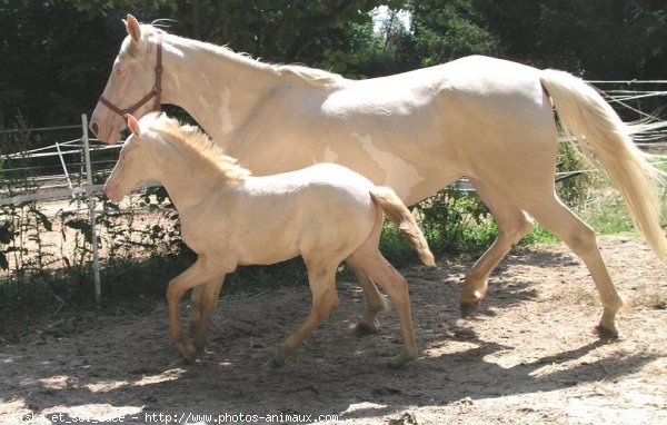 Photo de Palomino