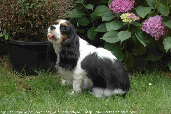 Photo de Cavalier king charles spaniel