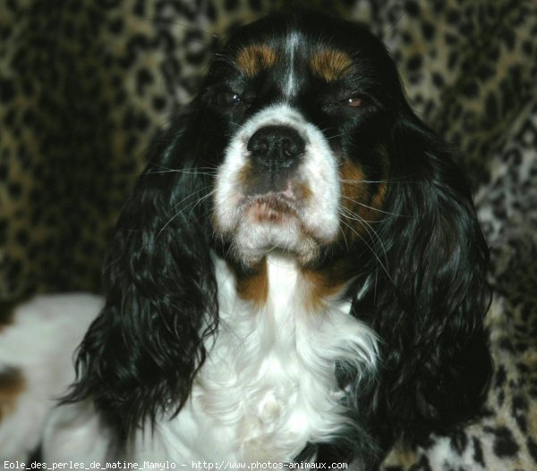 Photo de Cavalier king charles spaniel