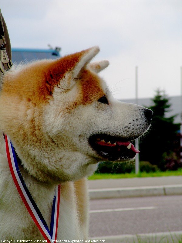 Photo d'Akita inu