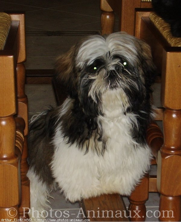 Photo de Shih tzu