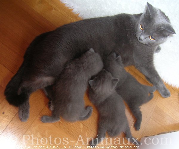 Photo de Chartreux