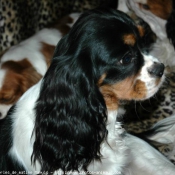 Photo de Cavalier king charles spaniel