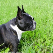 Photo de Boston terrier