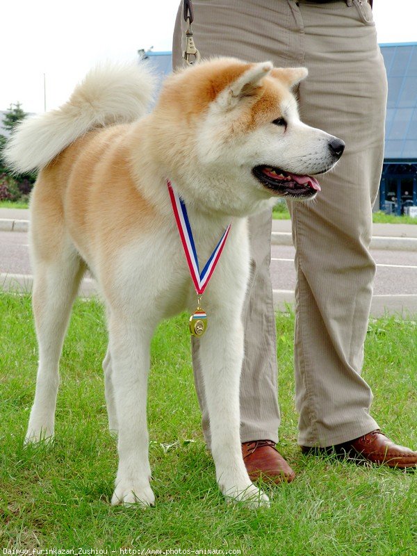 Photo d'Akita inu