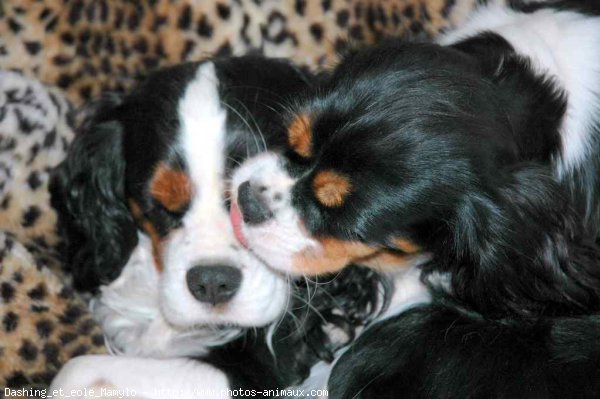 Photo de Cavalier king charles spaniel