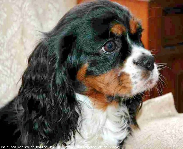 Photo de Cavalier king charles spaniel