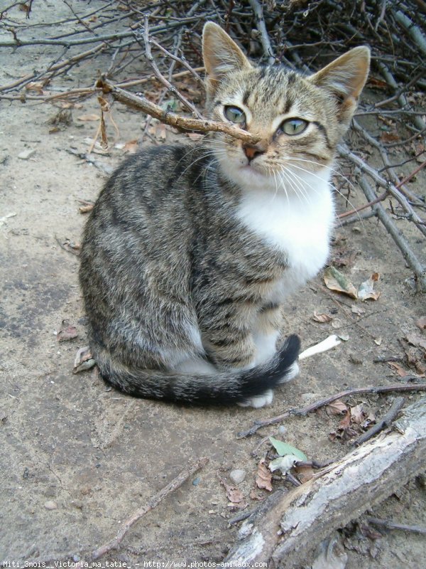 Photo de Chat domestique